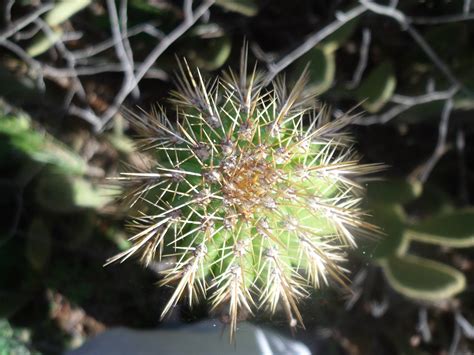 cactus porn